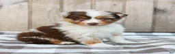 Australian Shepherd dogs for sale: Rex - Ad 2