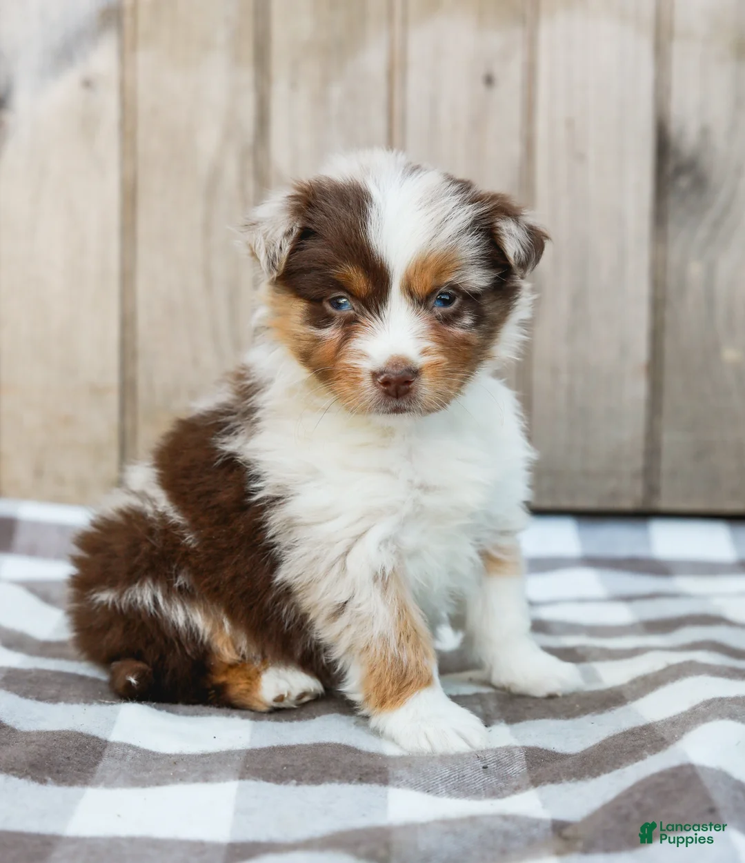 Australian Shepherd dogs for sale: Rex - Ad 2