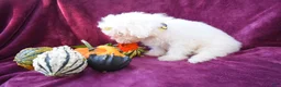 Maltese dogs for sale: Max - Ad 5