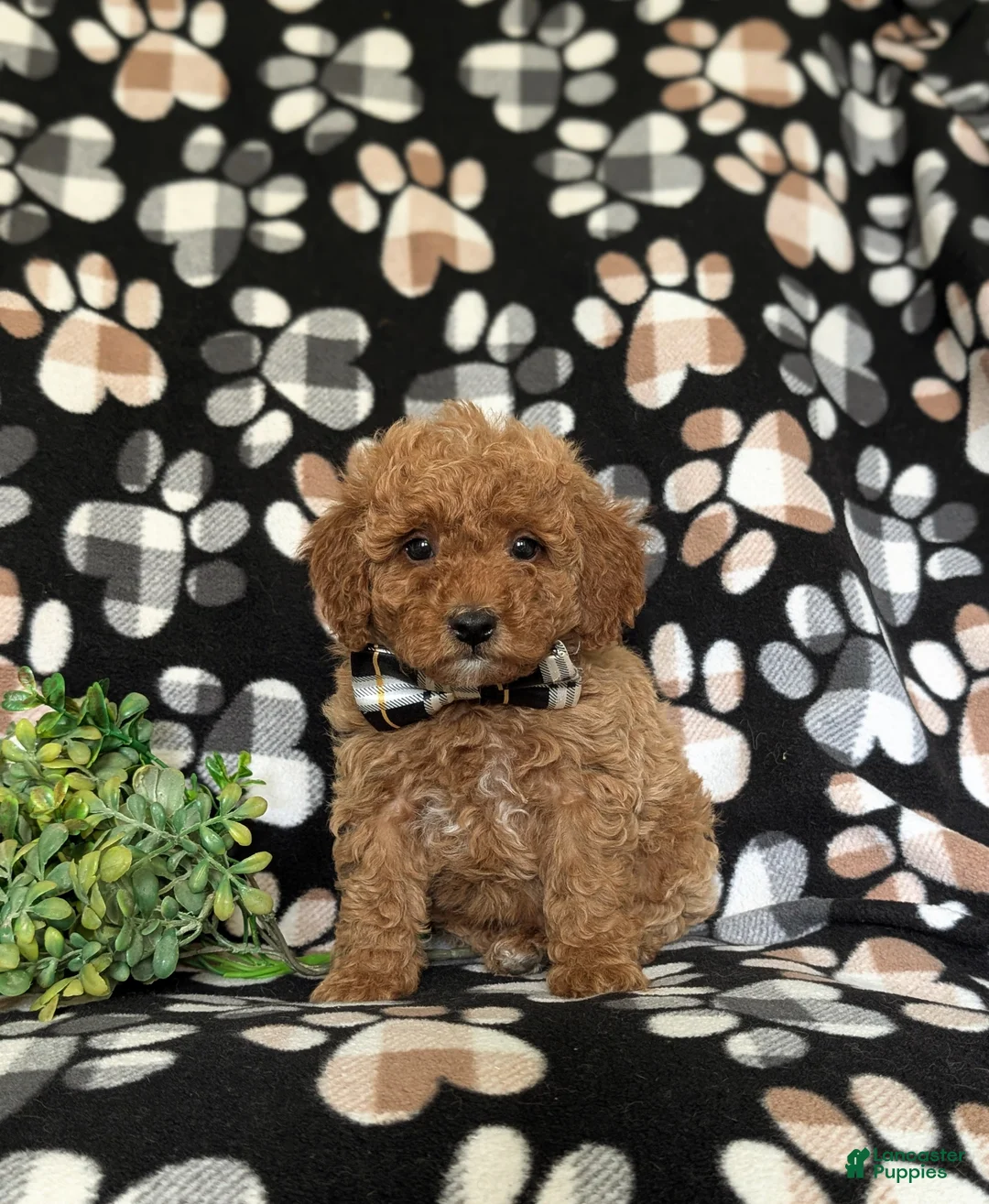 Miniature Poodle dogs for sale: Sniper - Ad 1
