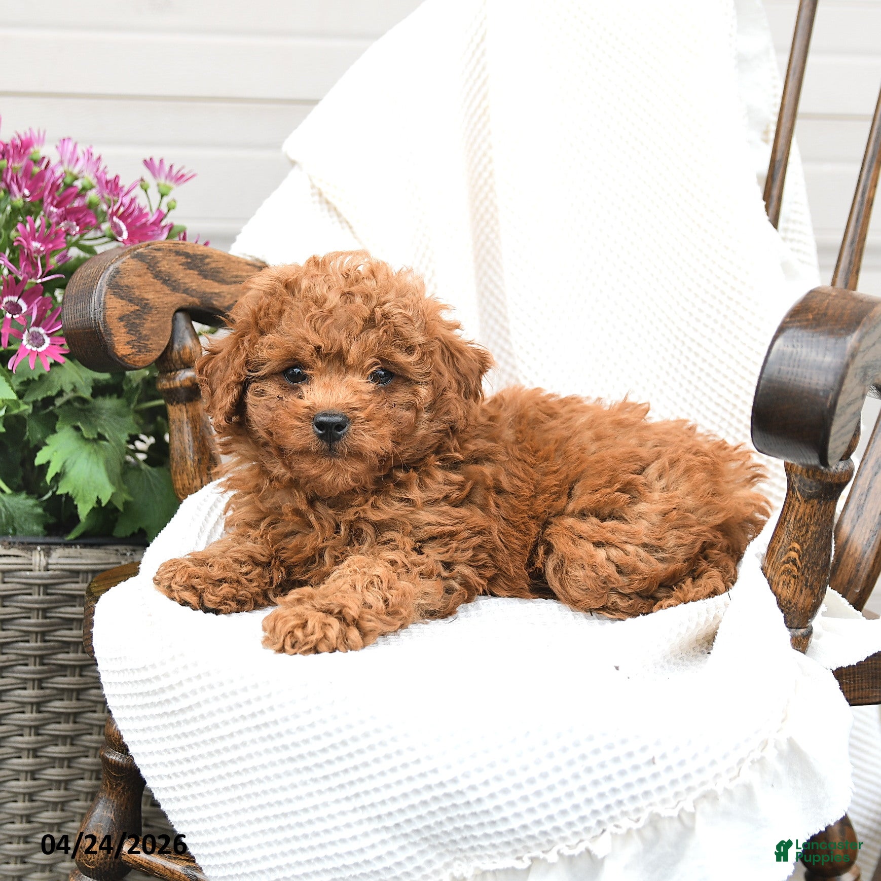 Miniature Poodle dogs Trevor - Ad 2