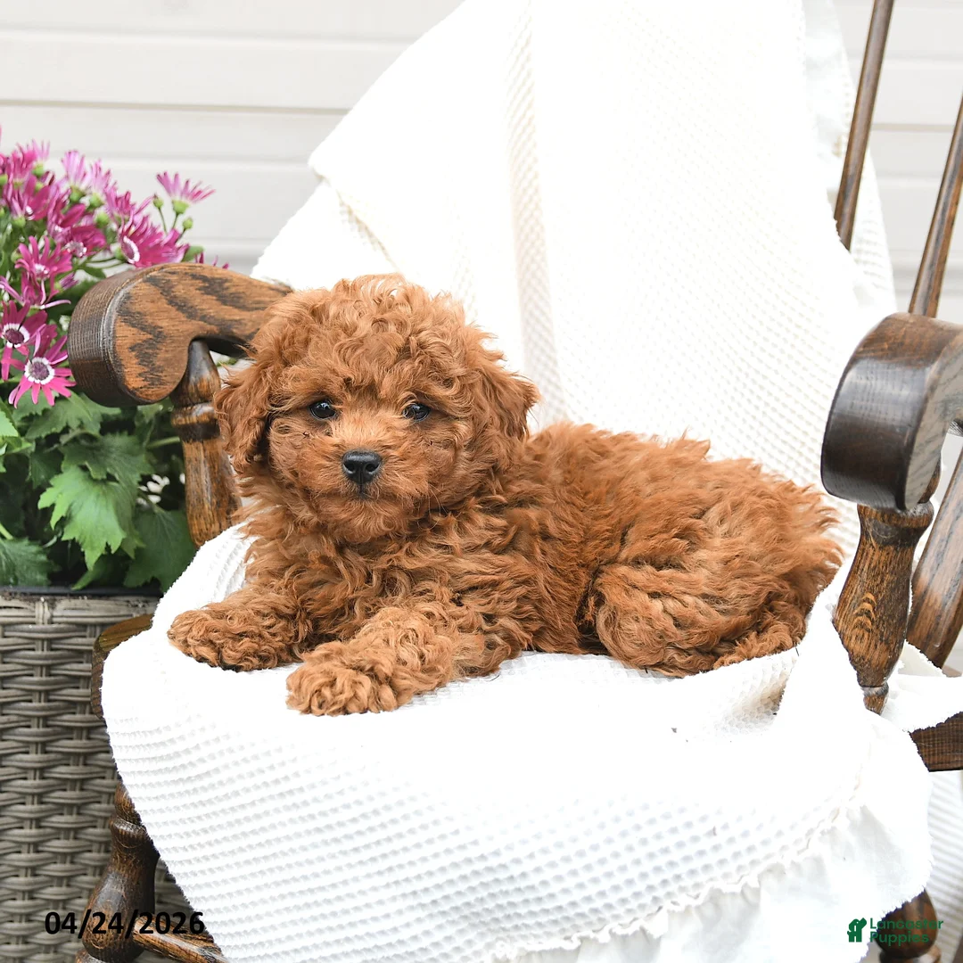 Miniature Poodle dogs for sale: Trevor - Ad 2
