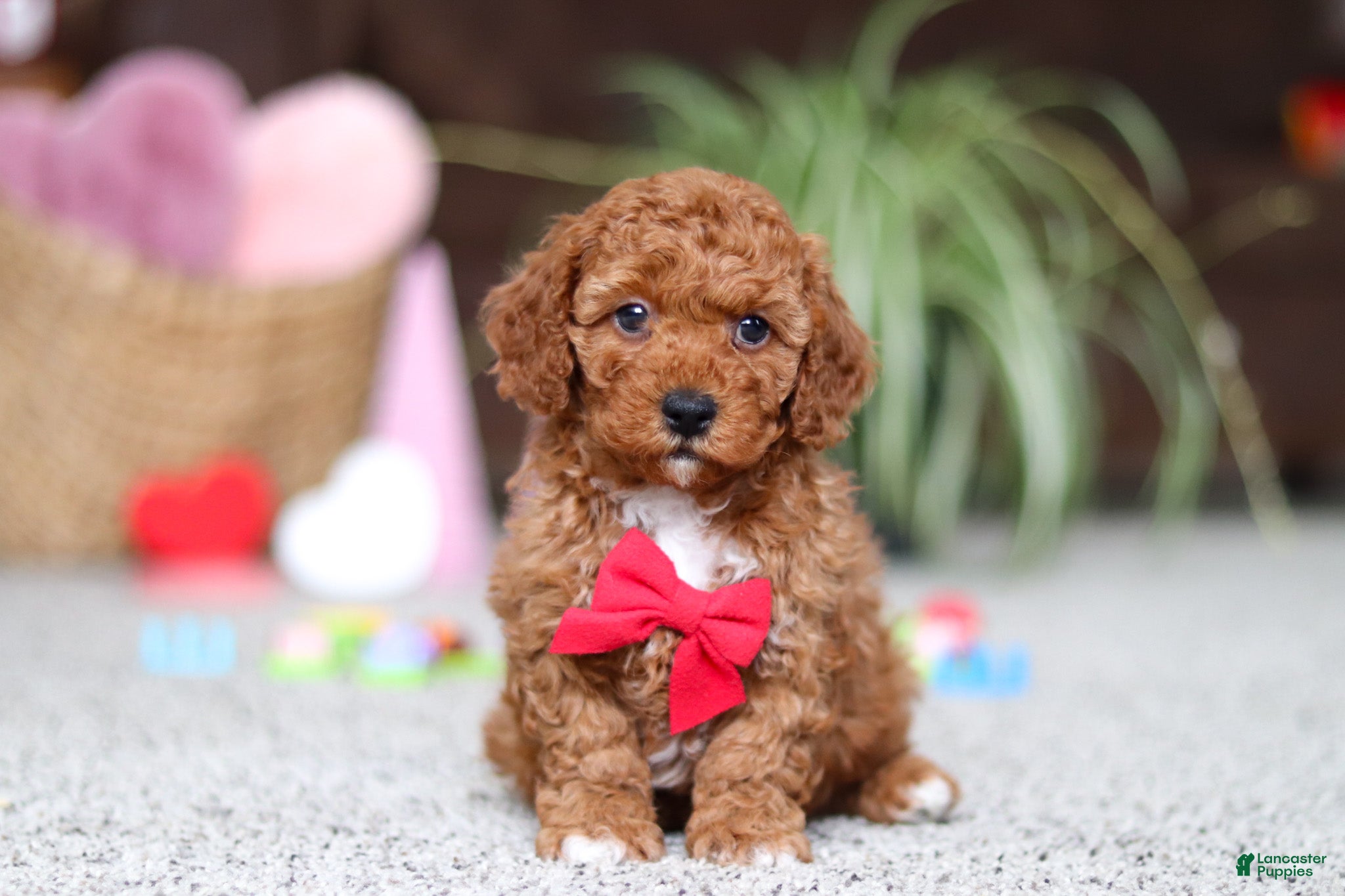 Cavapoo dogs Austin - Ad 15