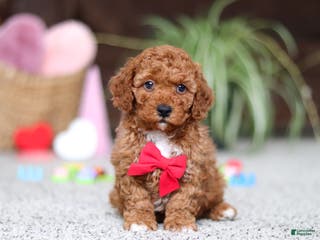 Cavapoo dogs Austin - Ad 17