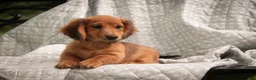 Miniature Dachshund dogs for sale: Ari Miniature Dachshund - Ad 4