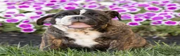 English Bulldog dogs for sale: Mable English Bulldog  - Ad 2