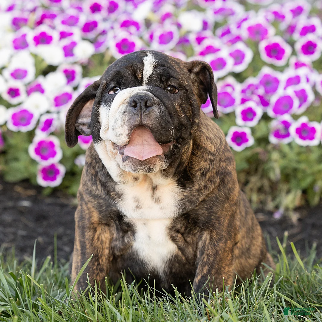 English Bulldog dogs for sale: Mable English Bulldog  - Ad 2