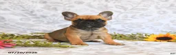 Frenchton dogs for sale: Destiny - Ad 2