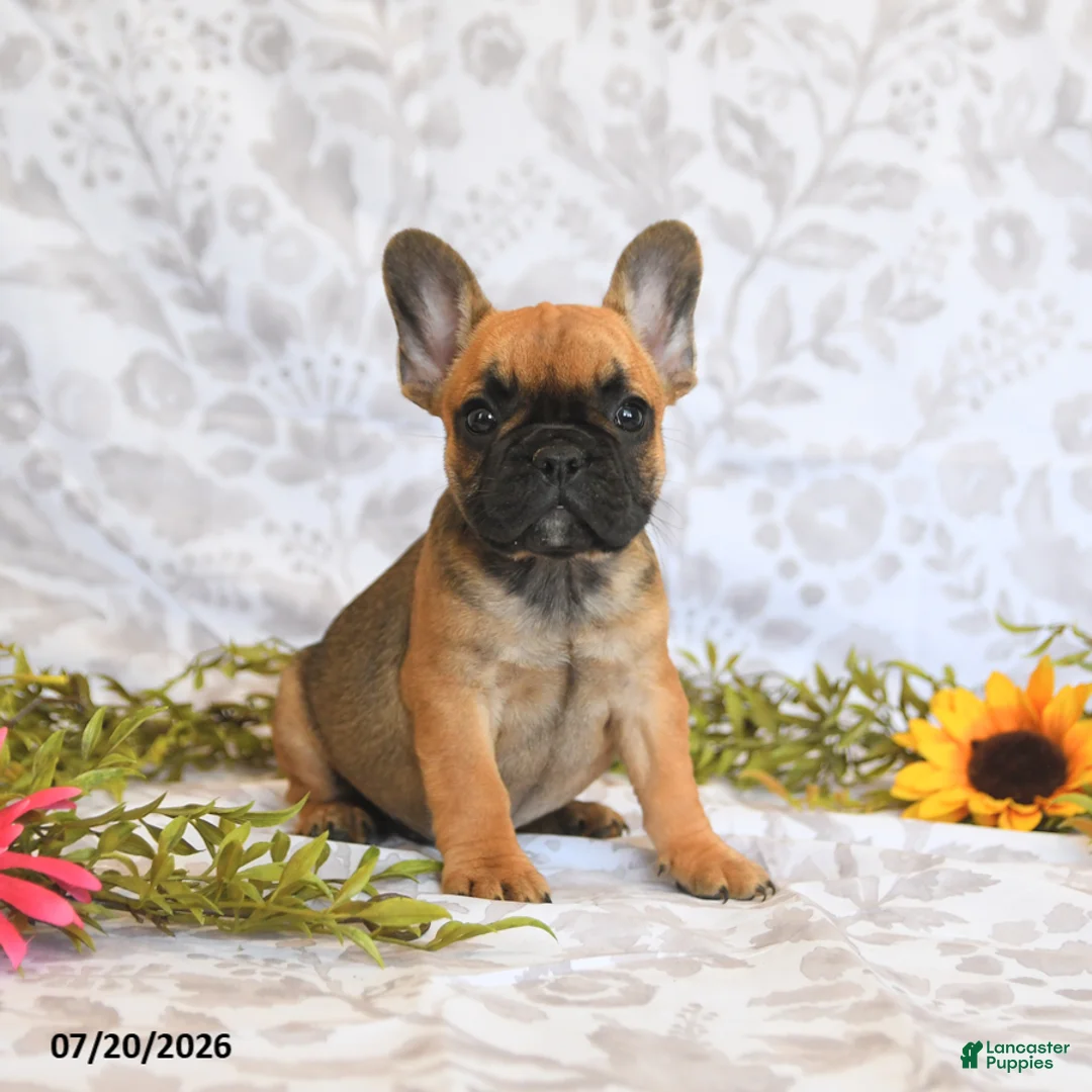 Frenchton dogs for sale: Destiny - Ad 2