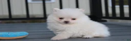 Pomeranian dogs for sale: Mochi - Ad 30