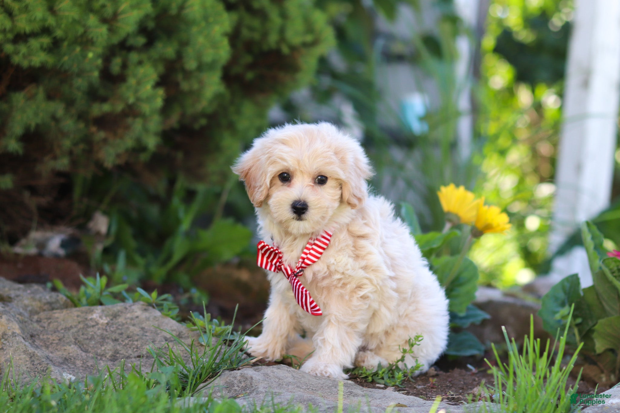 Maltipoo dogs Penny - Ad 2