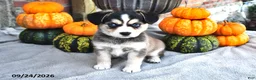 Mixed Breed dogs for sale: Sally - Ad 4