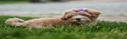 Havapoo dogs for sale: Ellie Mae 💛🐾 - Ad 15