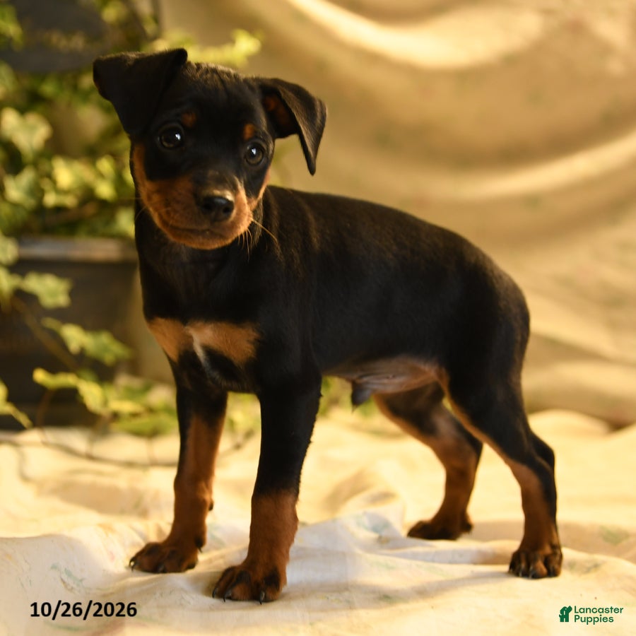 Miniature Pinscher dogs for sale: Nevada - Ad 1