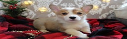 Welsh Corgi Pembroke dogs for sale: Snowflake  - Ad 6