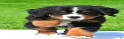 Bernese Mountain Dog dogs for sale: Nora - Ad 4