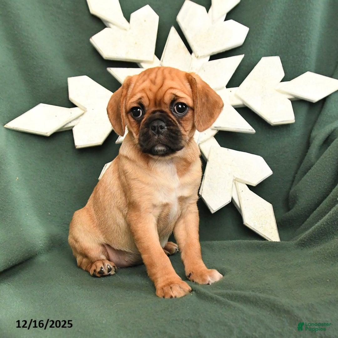 Mixed Breed dogs for sale: Ruby - Ad 3