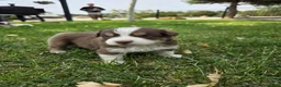 Australian Shepherd dogs for sale: Cooper Red Tri - Ad 3