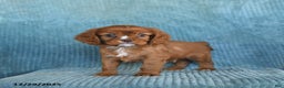Cavalier King Charles Spaniel dogs for sale: Copper - Ad 5