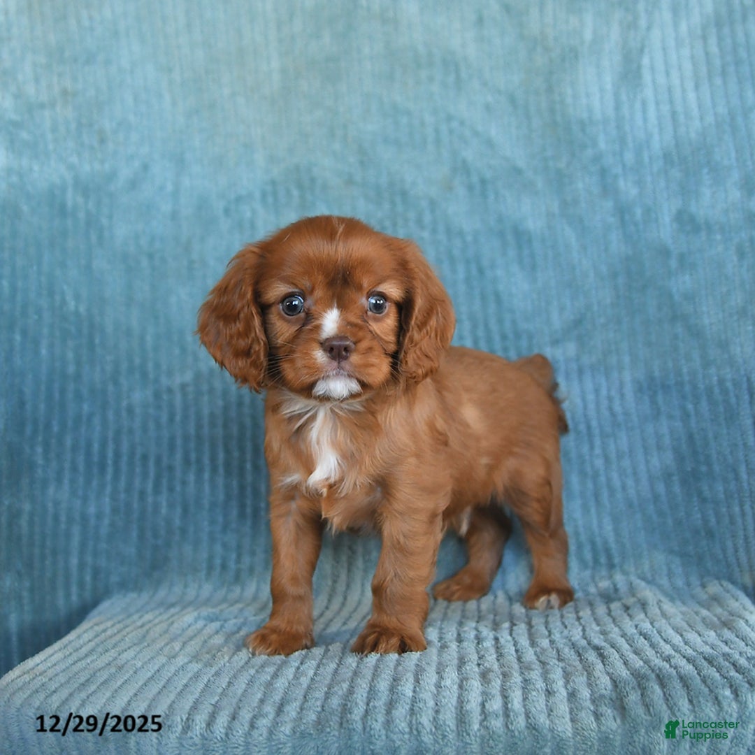 Cavalier King Charles Spaniel dogs for sale: Copper - Ad 5