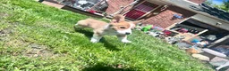 Welsh Corgi Pembroke dogs for sale: Dr. Dew - Ad 4
