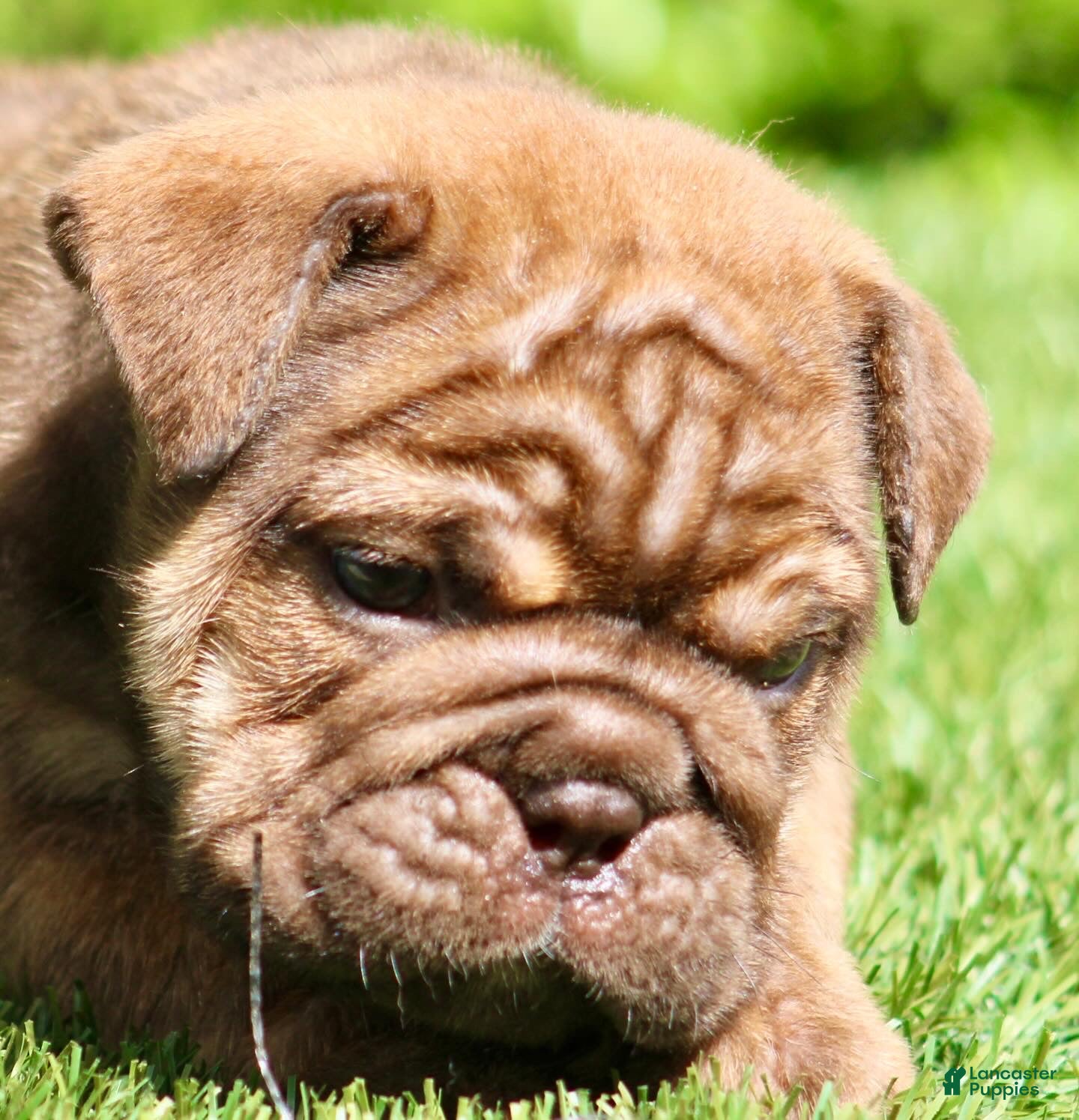 English Bulldog dogs English Bulldog Puppy  - Ad 1