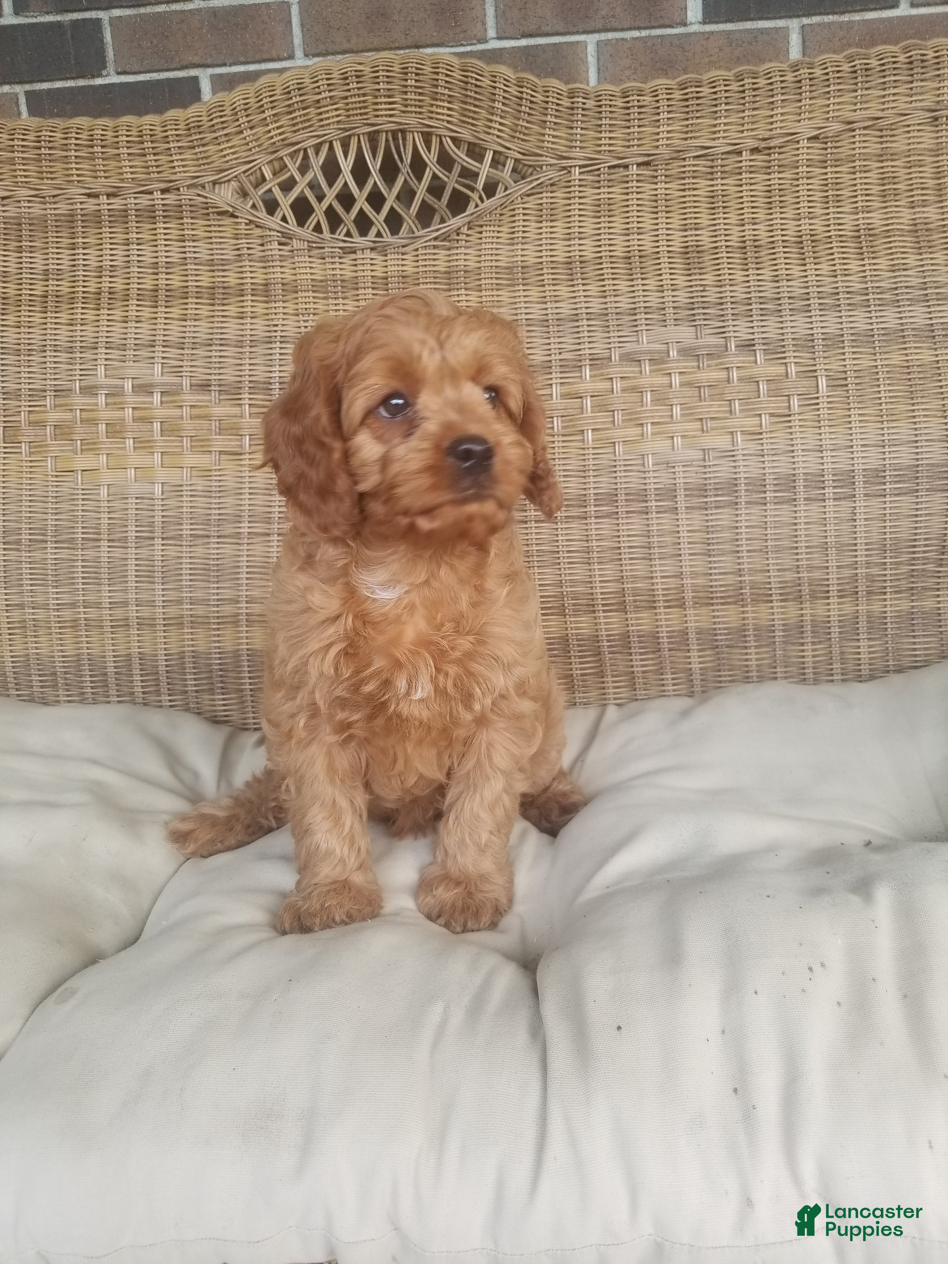 Cavapoo dogs Skye - Ad 1