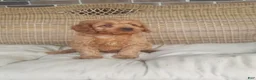 Cavapoo dogs for sale: Skye - Ad 1