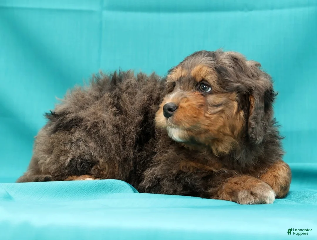 Mini Bernedoodle dogs for sale: Buddy - Ad 4