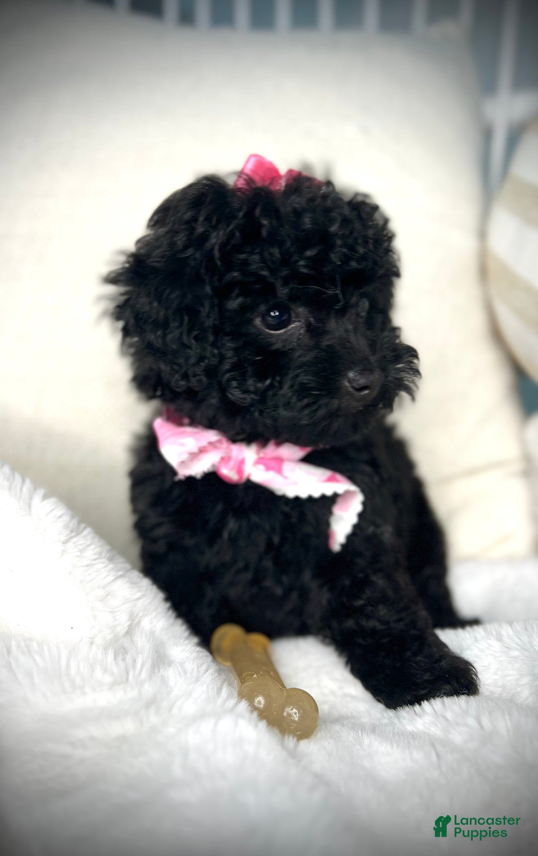 Toy Poodle dogs for sale: Toy Poodle Puppy 2 - Ad 16