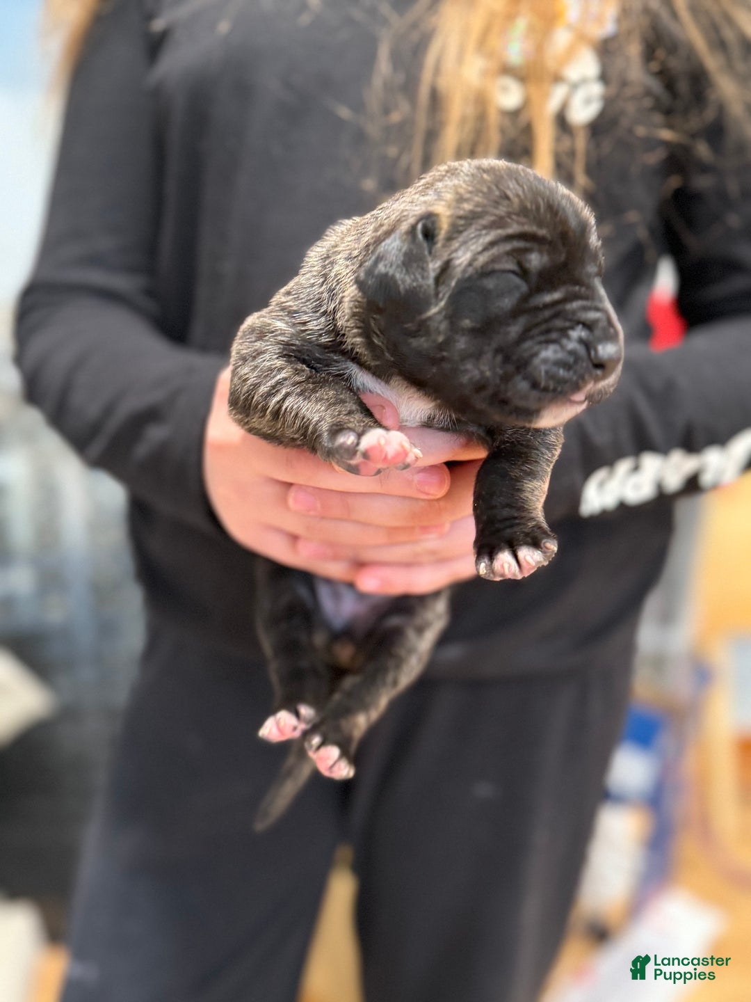 Great Dane dogs for sale: Brindle female  - Ad 2