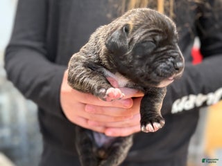 Great Dane dogs Brindle female - Ad 38