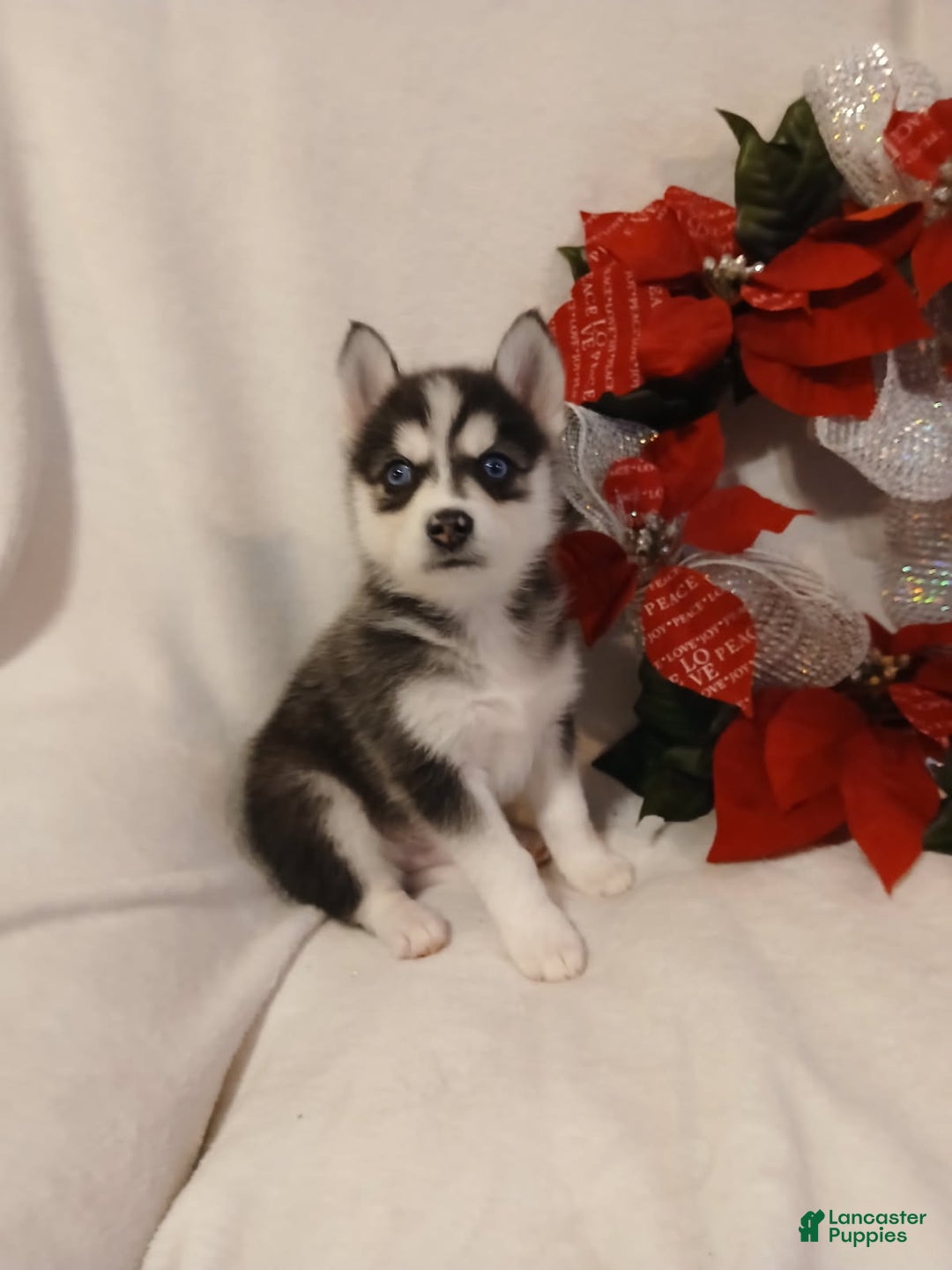 Pomsky dogs for sale: Pomsky Puppy 3 - Ad 1