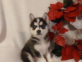 Pomsky dogs Pomsky Puppy 3 - Ad 41