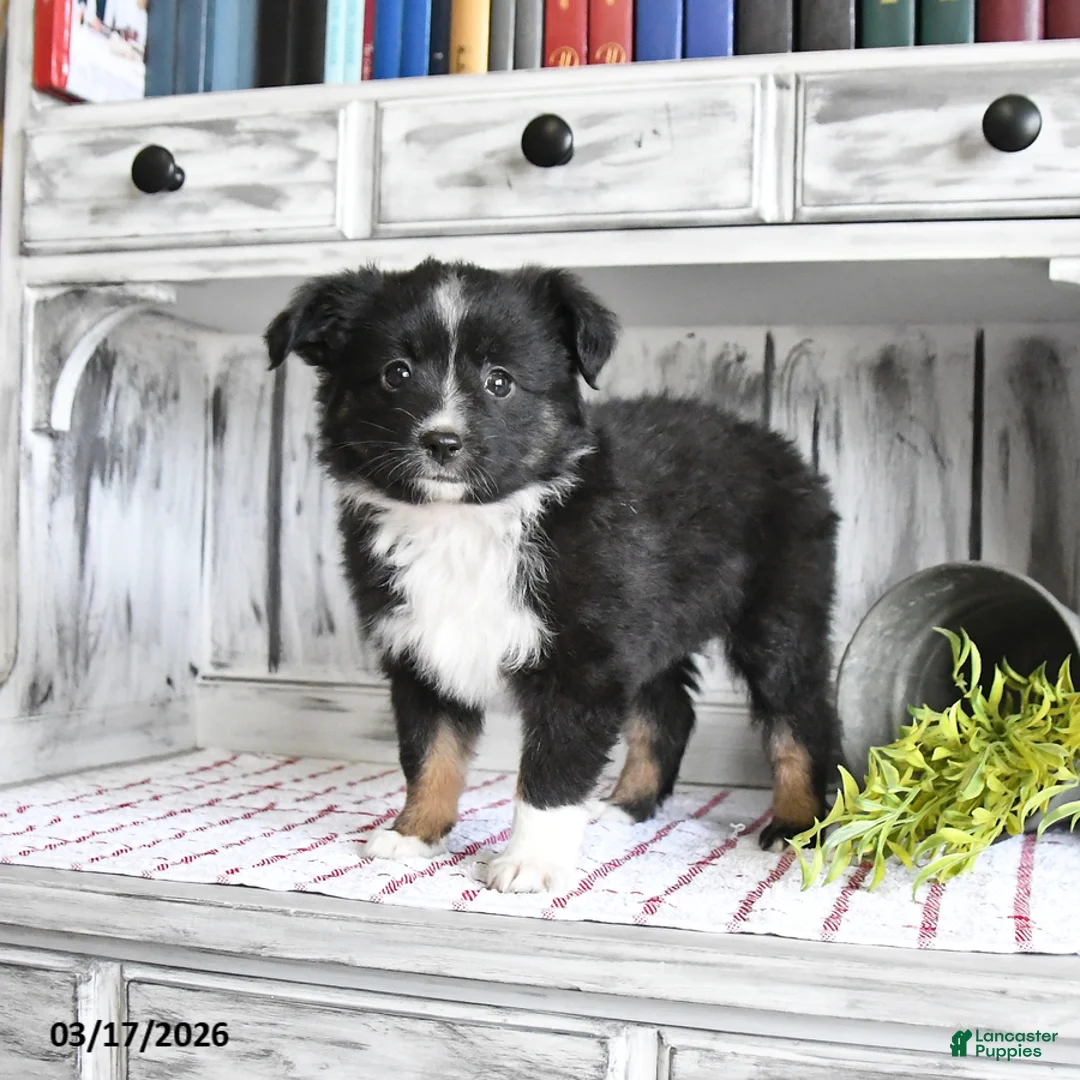 Miniature Australian Shepherd dogs for sale: Ebony - Ad 1