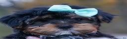 Yorkshire Terrier dogs for sale: Chip - Ad 16