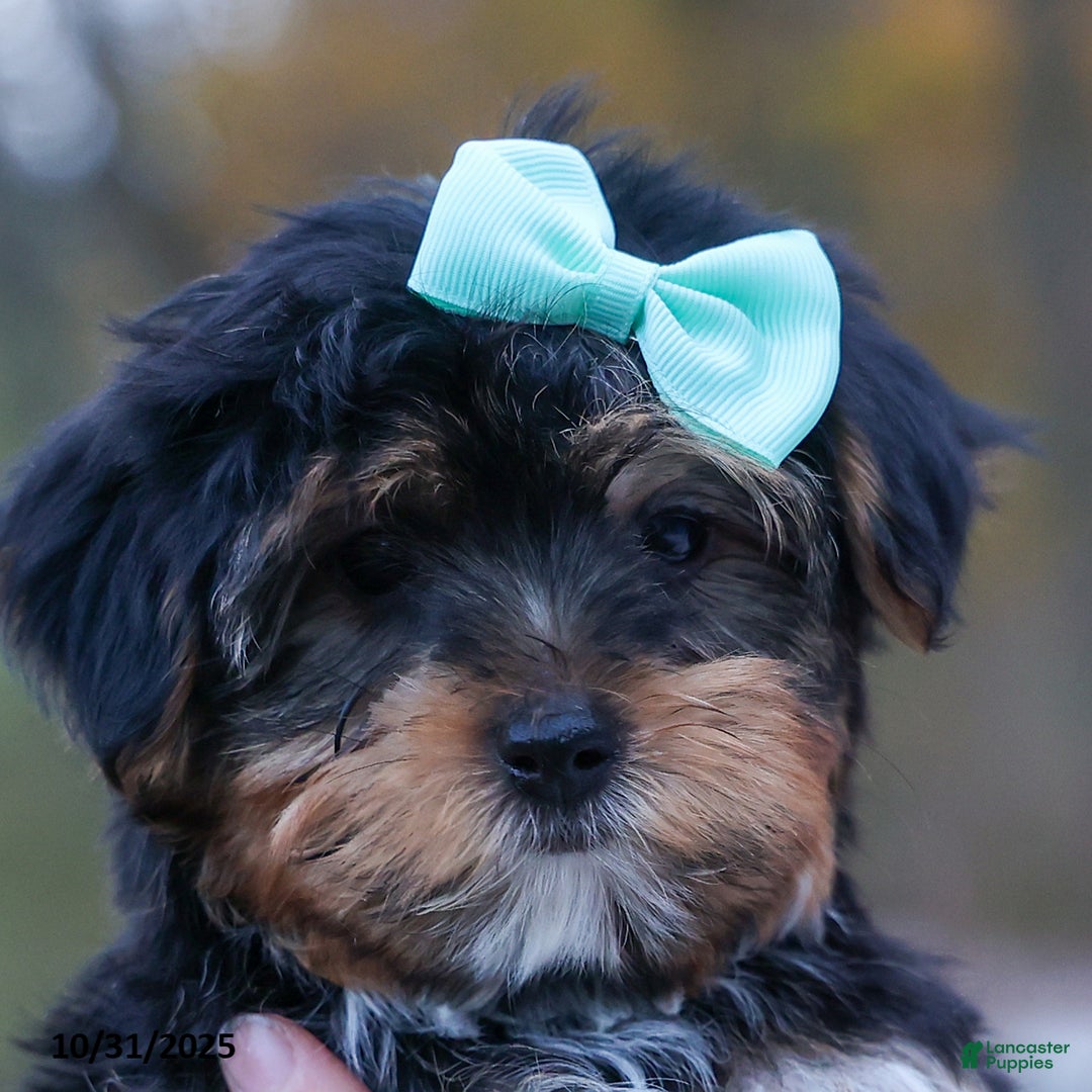 Yorkshire Terrier dogs for sale: Chip - Ad 16