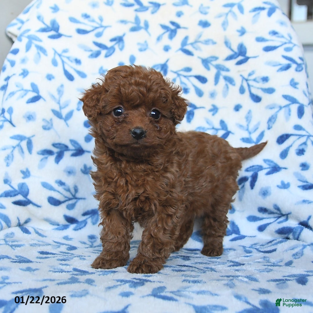 Cavapoo dogs for sale: Cinnamon - Ad 4