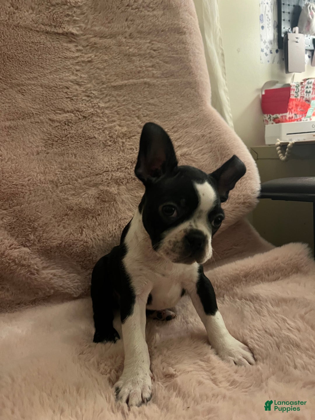 Boston Terrier dogs for sale: Olive - Ad 8