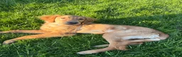 Golden Retriever dogs for sale: Prince - Ad 30