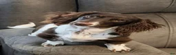 Miniature Dachshund dogs for sale: Atlas - Handsome ACK Long-Haired Tan & White Piebald - Ad 2
