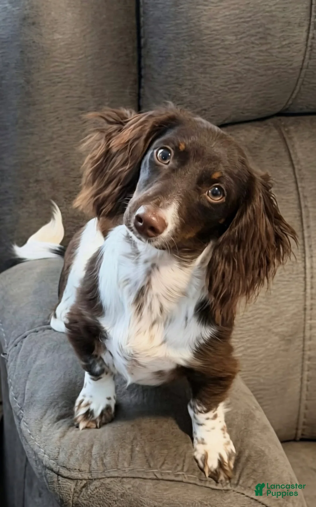 Miniature Dachshund dogs for sale: Atlas - Handsome ACK Long-Haired Tan & White Piebald - Ad 2