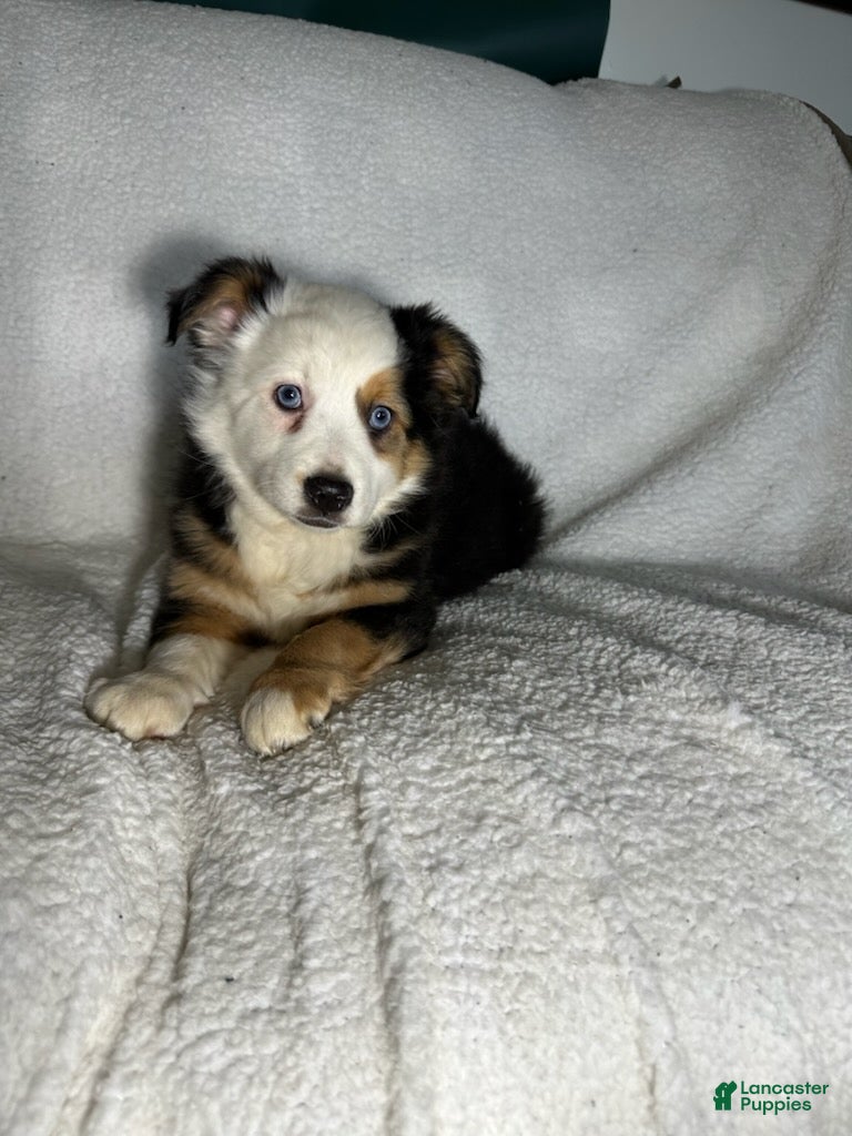 Miniature Australian Shepherd dogs Peggy - Ad 2