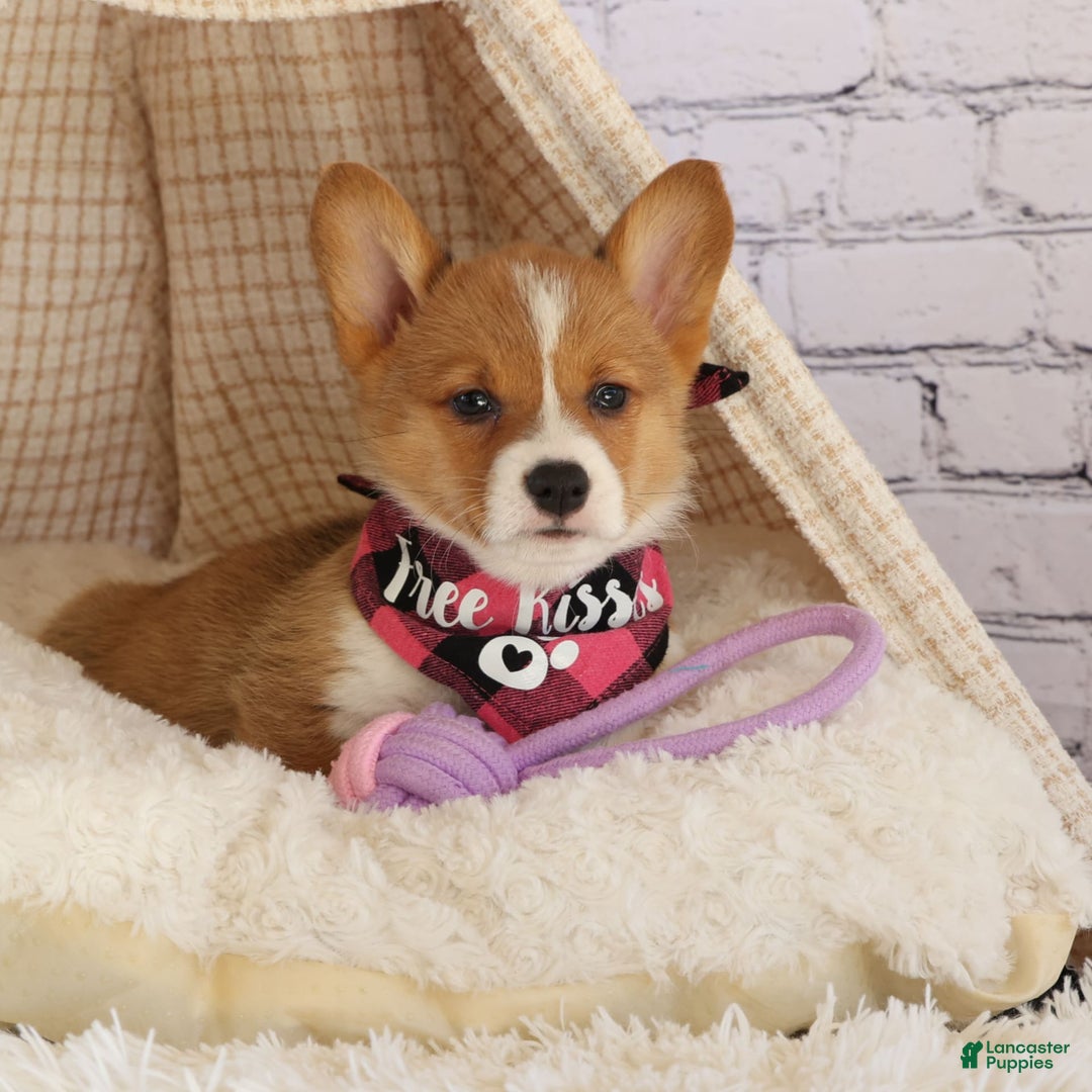 Gallery Image {{count}}