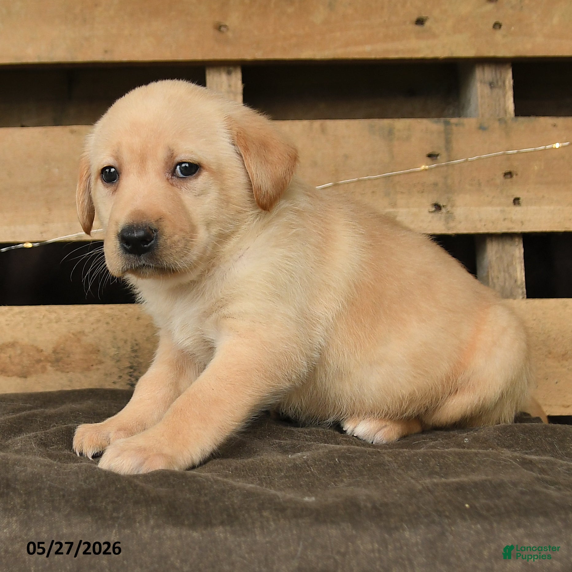 Labrador Retriever dogs Felicity - Ad 2