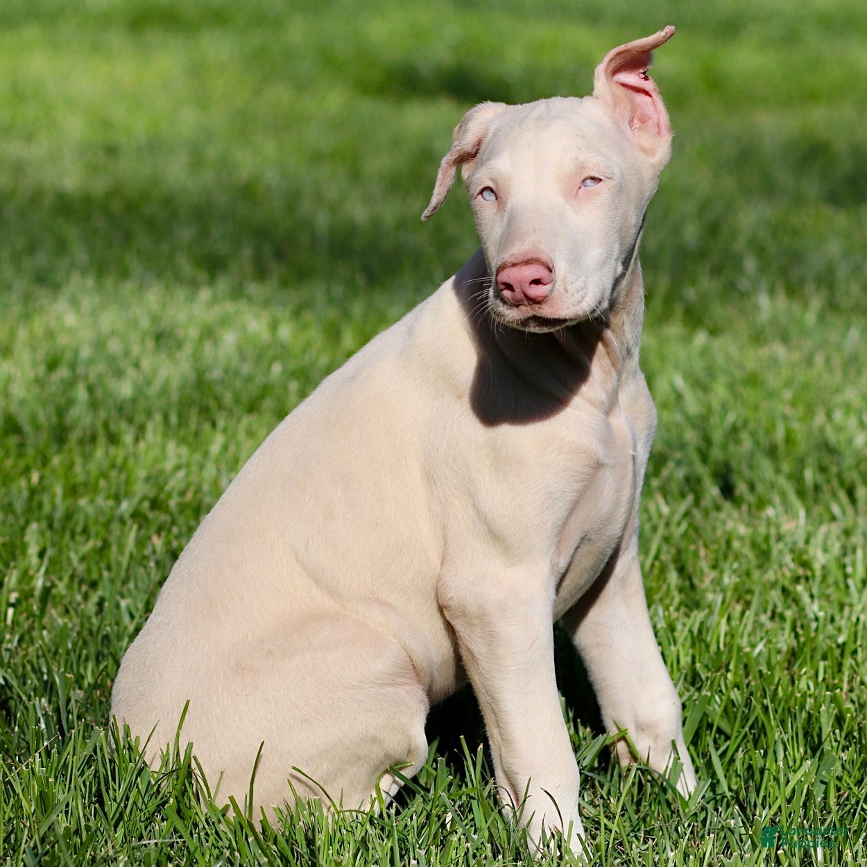 Doberman Pinscher dogs White Doberman Pinscher - Ad 2