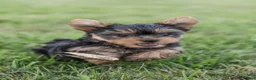 Yorkshire Terrier dogs for sale: Jackson - Ad 7
