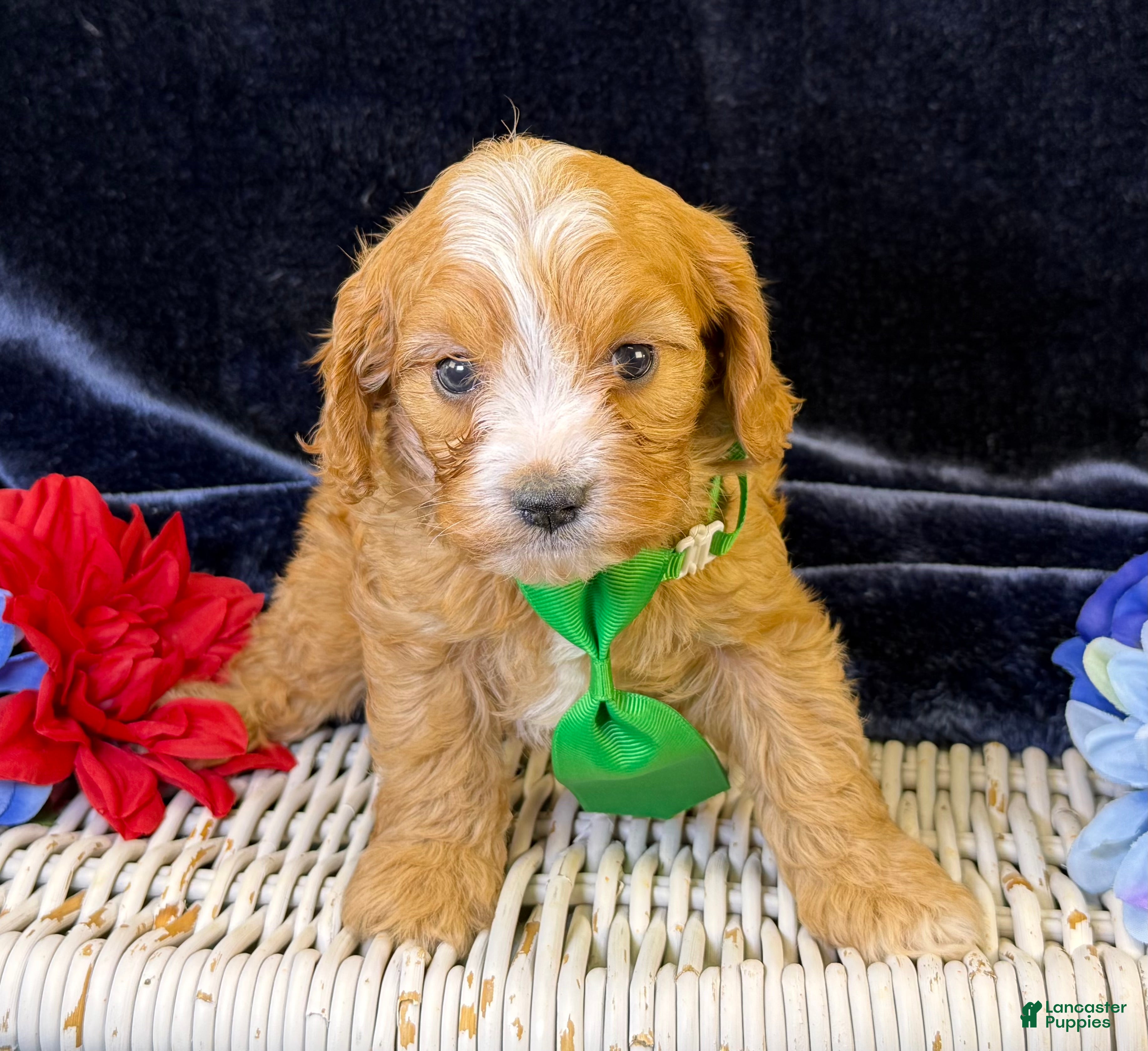 Cavapoo dogs Ripley - Ad 1