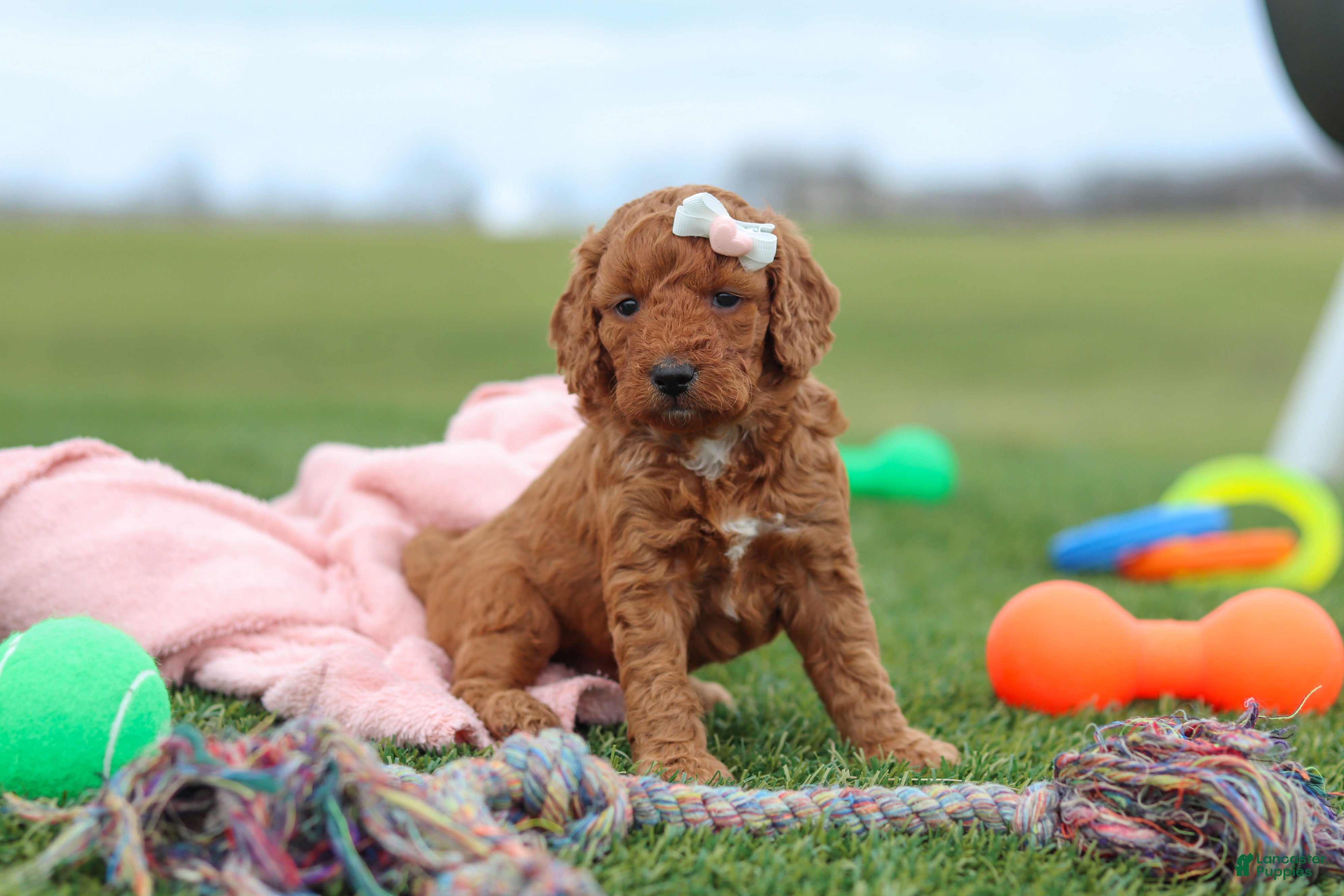 Miniature Labradoodle dogs Tonya - Ad 1