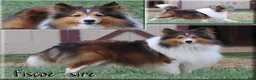 Shetland Sheepdog dogs for sale: Edison - Ad 5